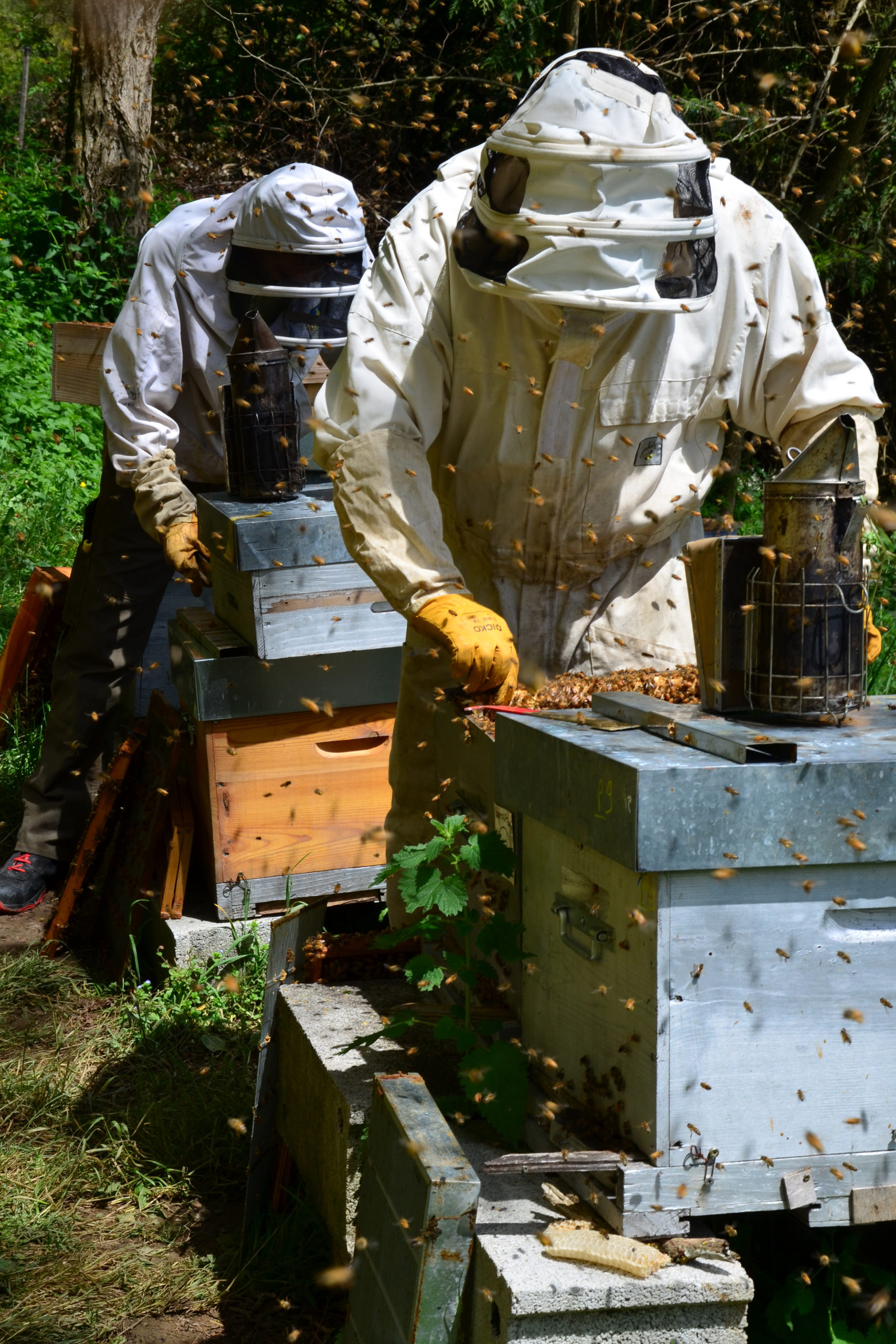 Apiculteur - Les Ruchers Nomades