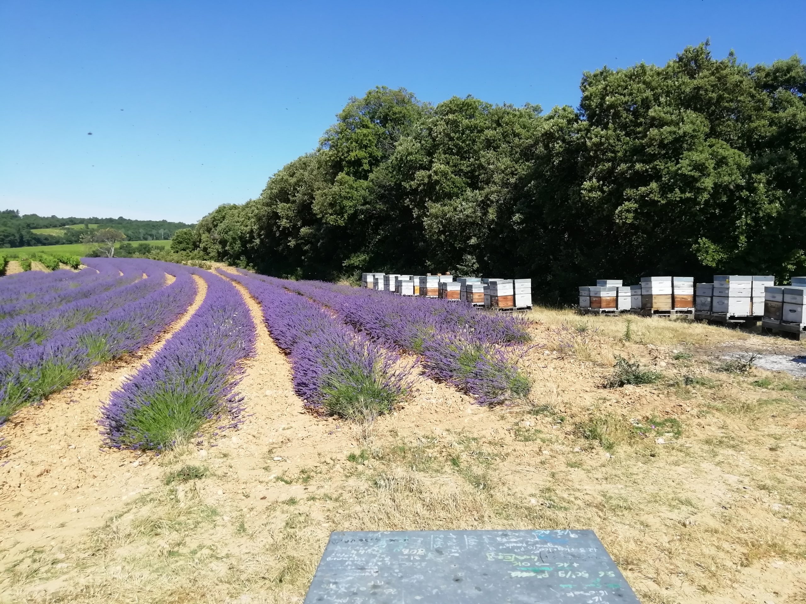 rucher_royal_miel_lavande_gelee_royal