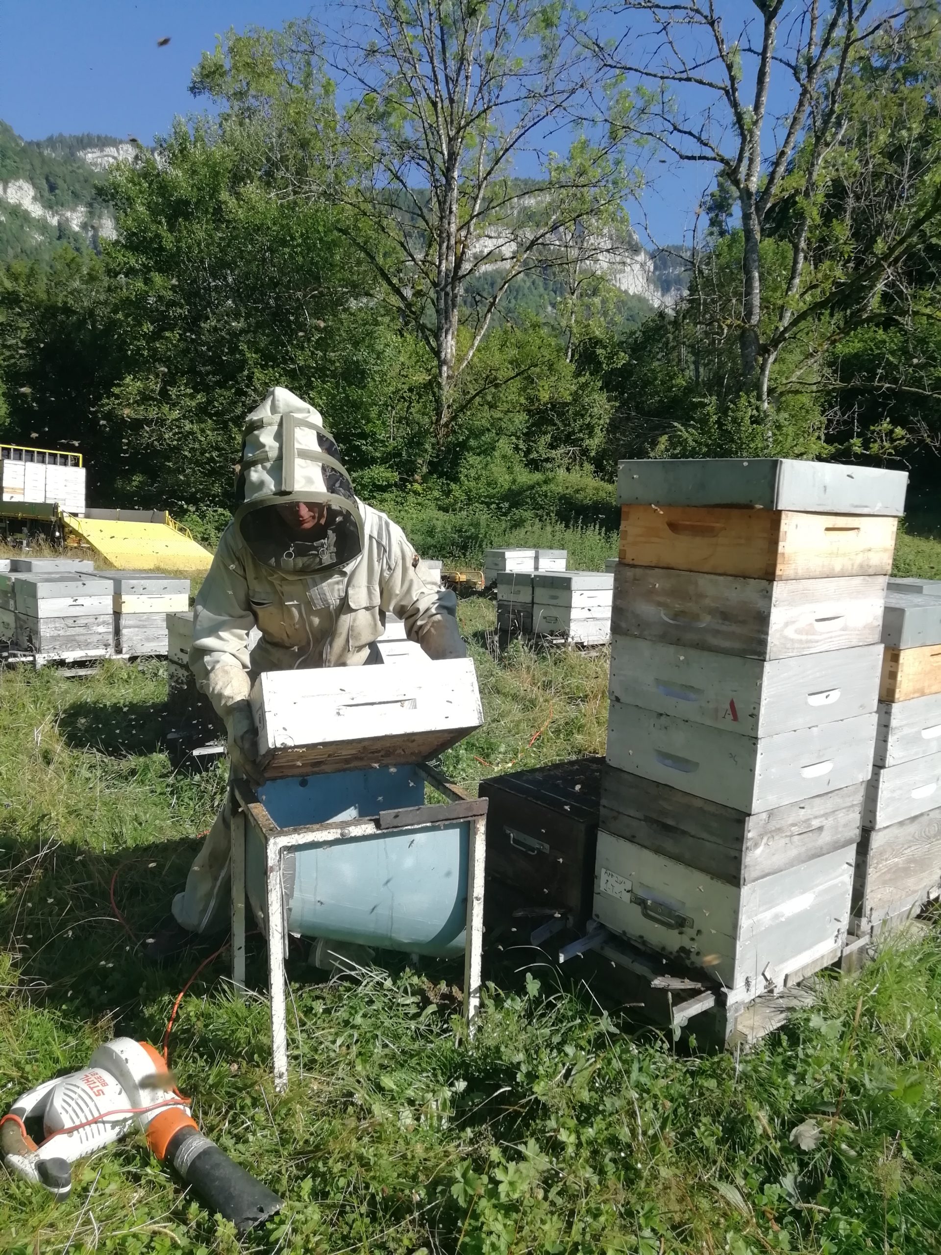 rucher_royal_ruches2_gelee_royal